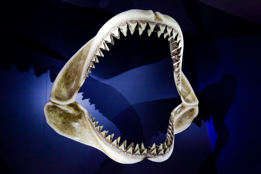 Shark Jaws