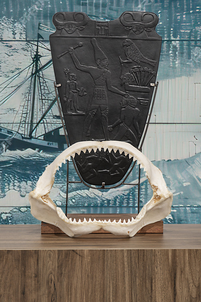 Shark Jaws as Educational Tools: Great for Schools and Aquariums