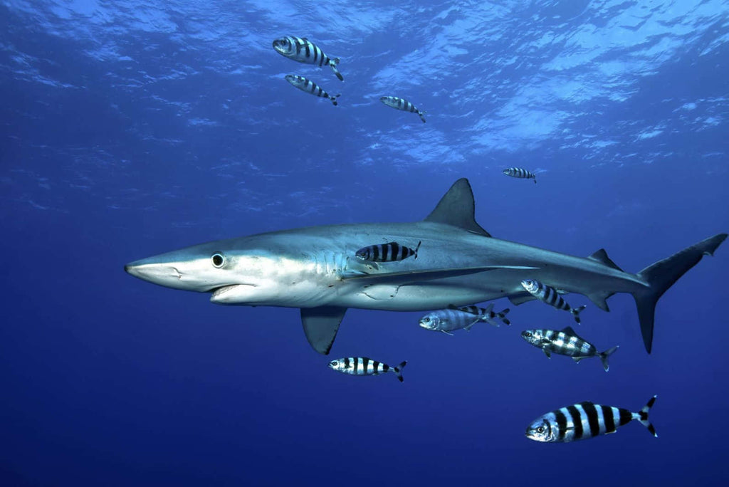 Interesting Facts About the Blue Shark