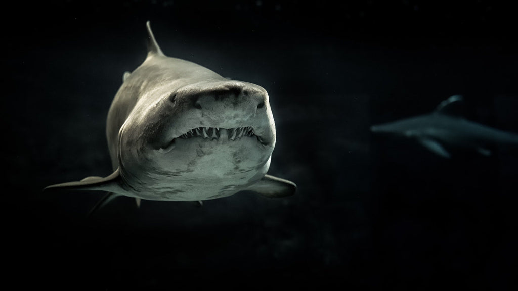 Interesting Facts About the Mako Shark
