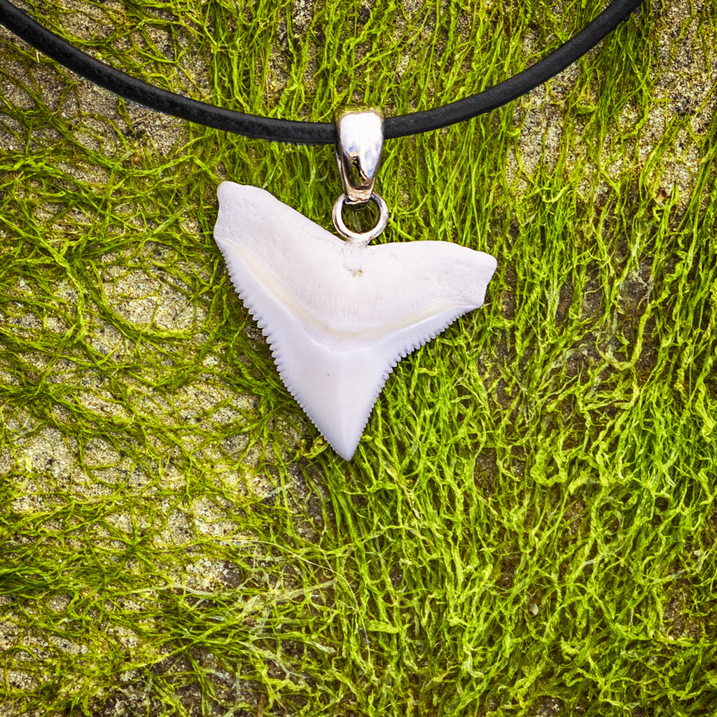 Make a Statement: Real Shark Teeth Jewelry in Stunning Sterling Silver