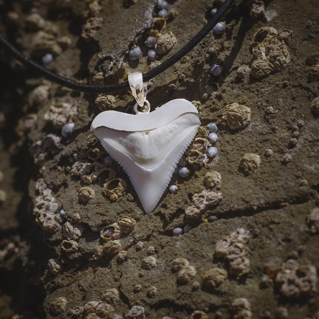 How to Look After Your Shark Tooth Necklace