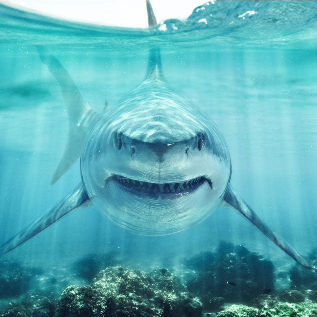 Man died from a shark attack in Western Australia