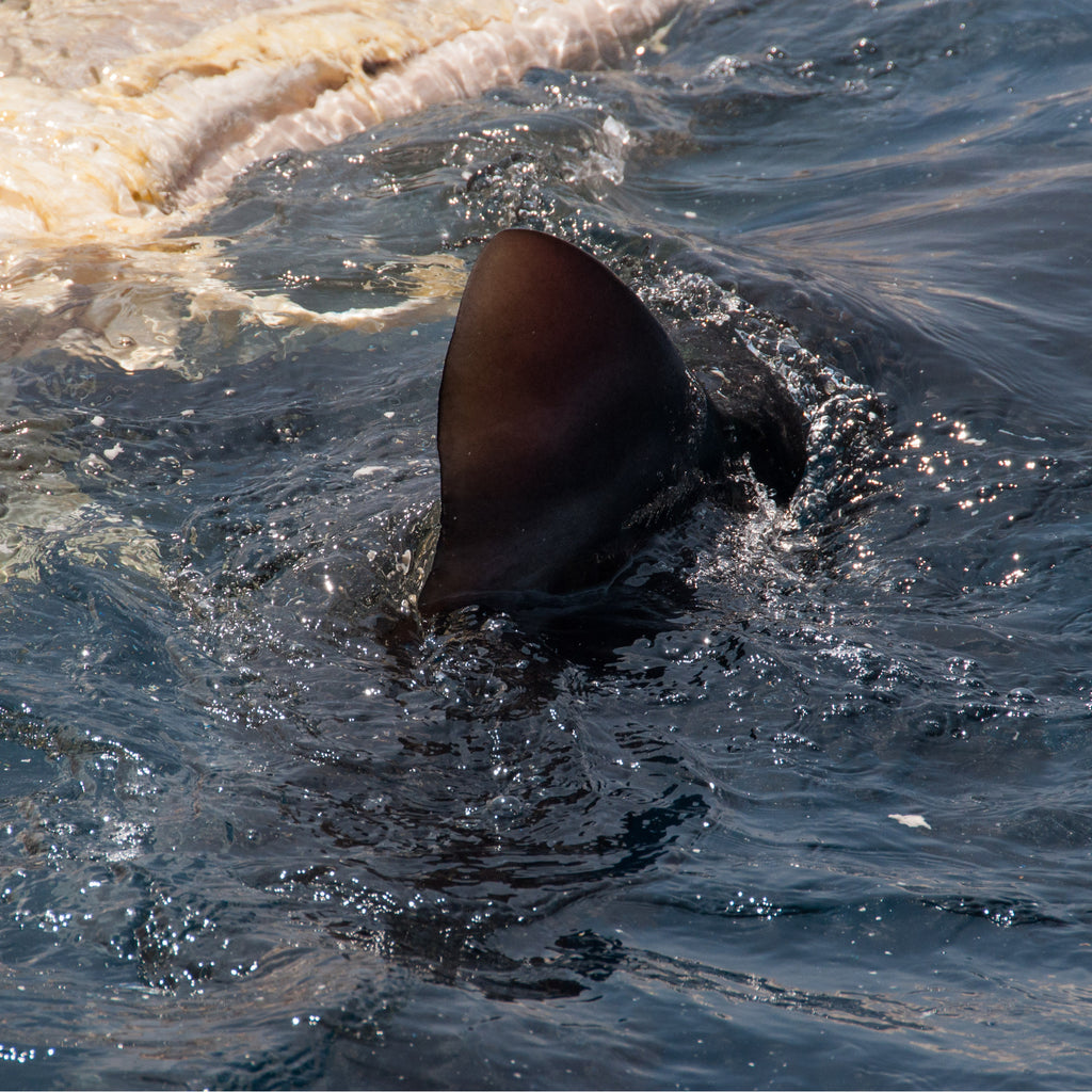 Great white sharks feast on a whale carcass in Adelaide
