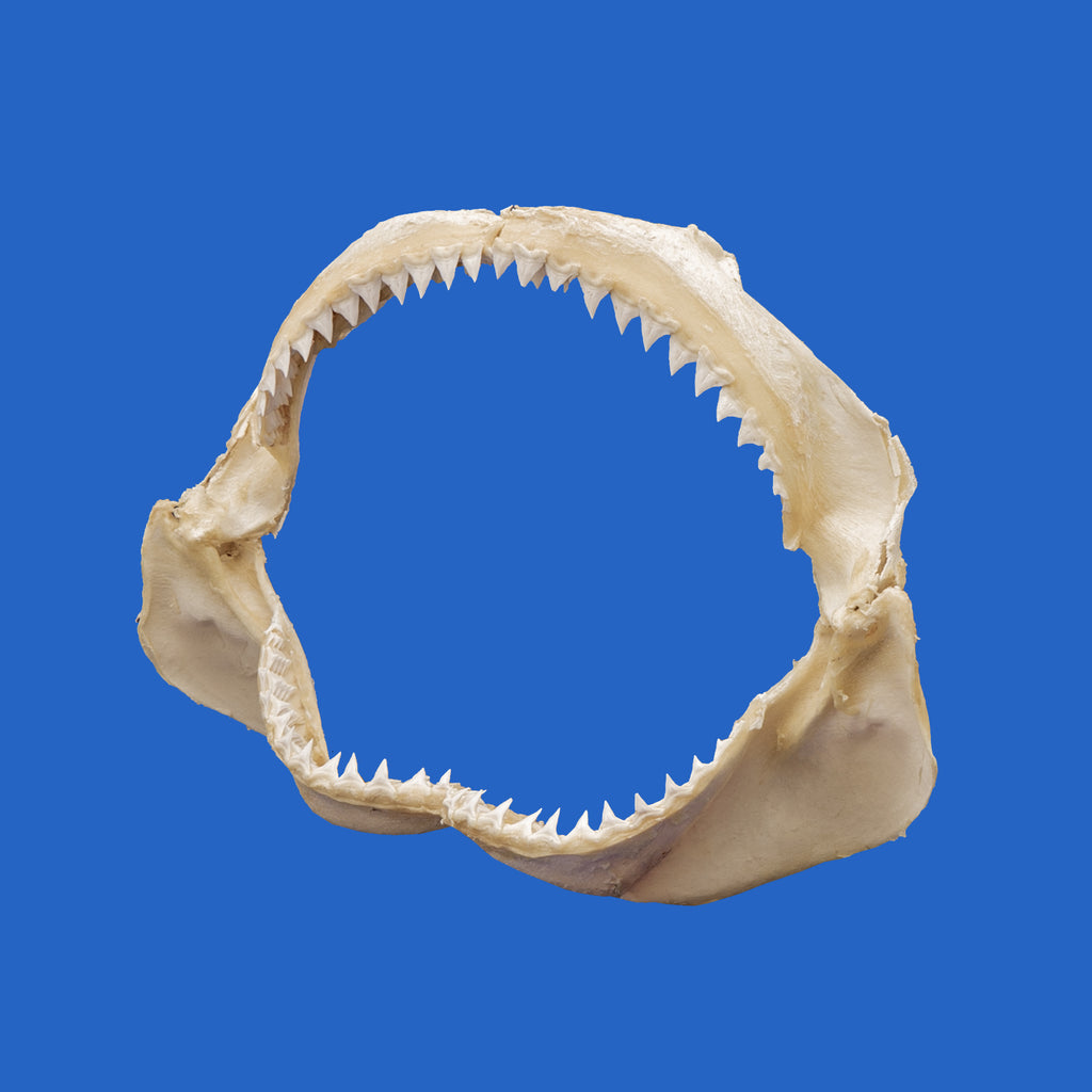 Bull Shark Jaw - Great Shark Display – Oceanicshark