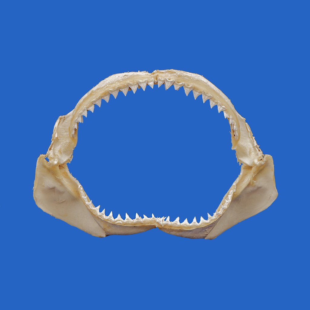 Bull Shark Jaw - Great Shark Display – Oceanicshark