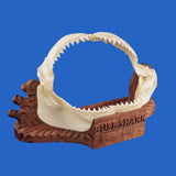 shark jaws display