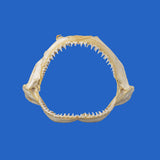 shark jaws