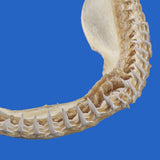 buy shark jaws online