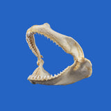 buy shark jaws australia