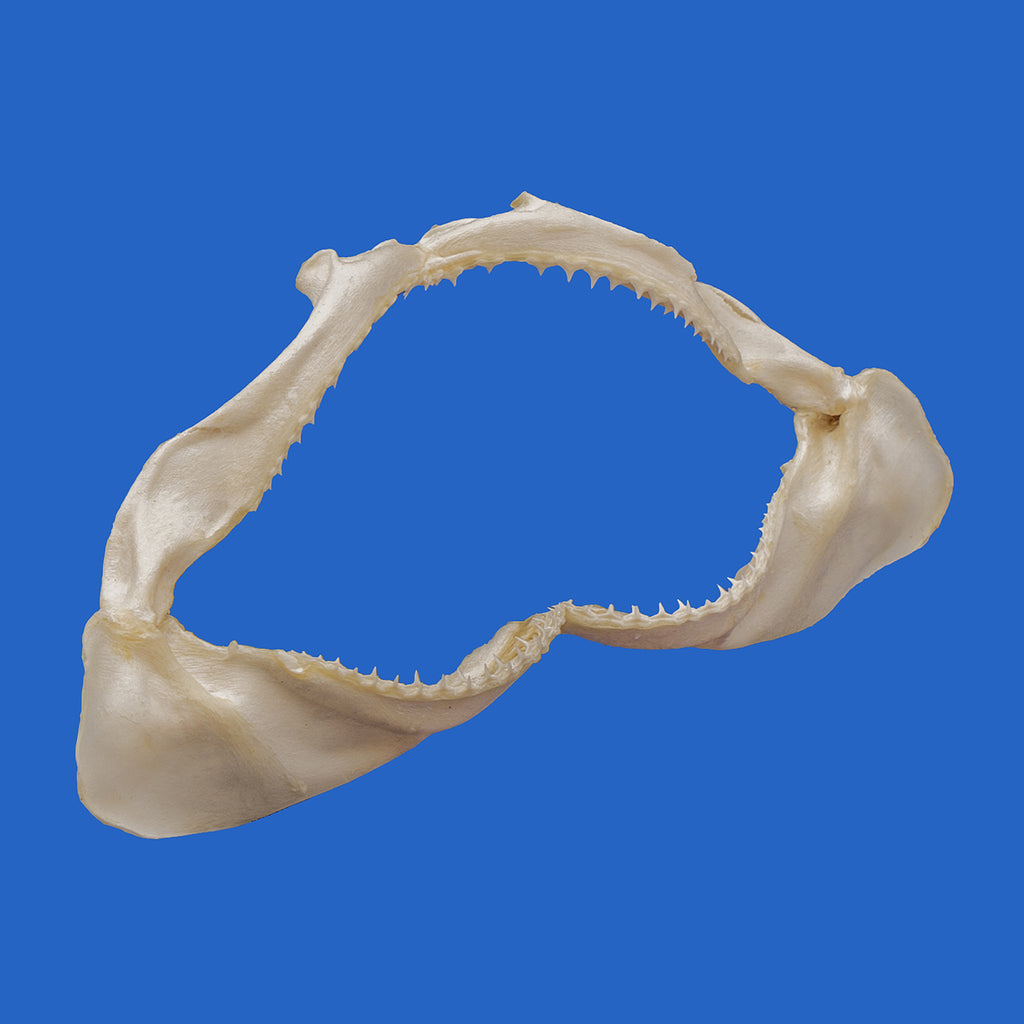 Shark Jaws - Great Present Idea For A Child Who Loves Sharks – Oceanicshark