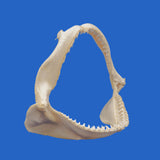 shark jaws for sale australia