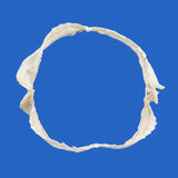 buy bramble shark jaws