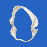 rare shark jaws for sale