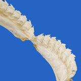 bramble shark jaws for sale australia