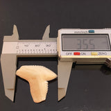 Tiger shark loose tooth jewelry making pic21