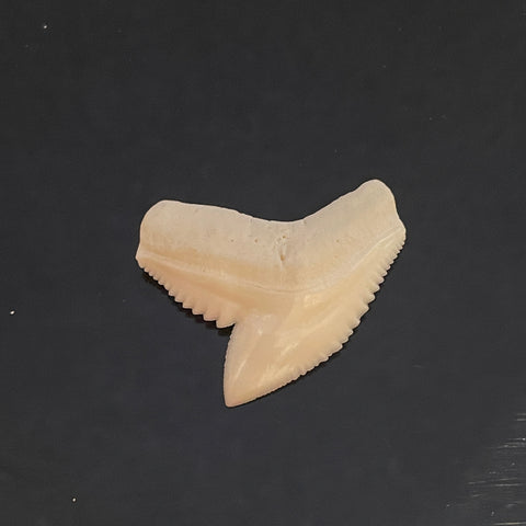 Tiger shark loose tooth jewelry making pic21