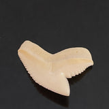 Tiger shark loose tooth jewelry making pic21