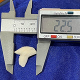 Real Tiger Shark Tooth LT Tiger-1