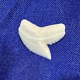 Real Tiger Shark Tooth LT Tiger-1