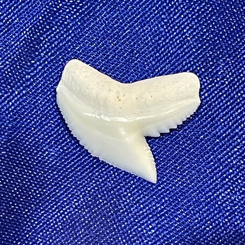 Real Tiger Shark Tooth LT Tiger-1