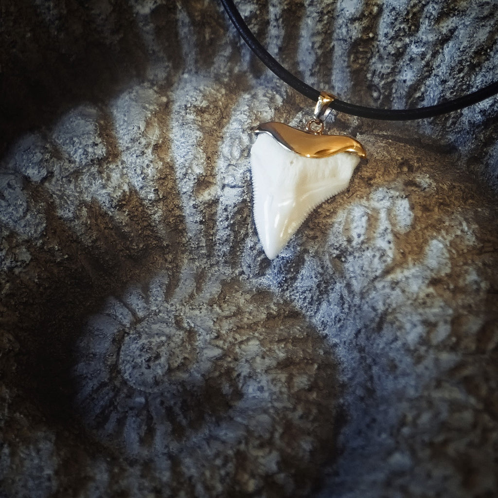 White gold shark tooth necklace on sale