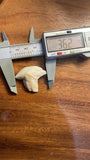 Genuine Tiger Shark Tooth TXL