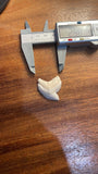 Genuine Tiger Shark Tooth TXL