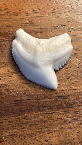 Genuine Tiger Shark Tooth TXL