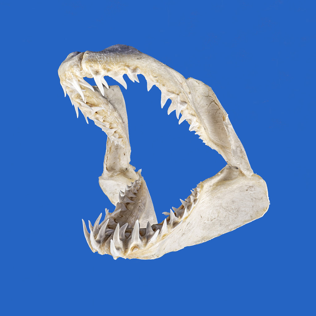 Real Mako Shark Jaws - International Delivery – Oceanicshark