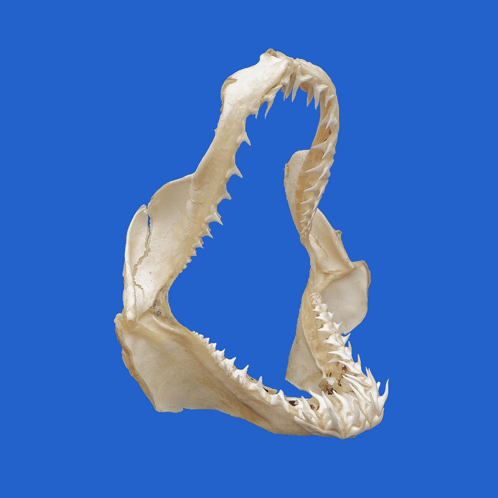 Mako Shark Jaw For Sale Australia - Unique Shark-Themed Gift – oceanicshark