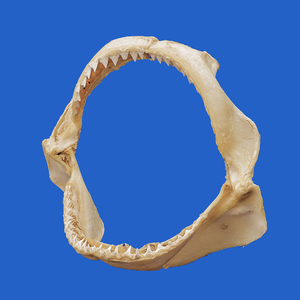 PE-7-Right_1024x1024.jpg?v=