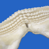 Close-uo of real shark teeth on tawny nurse shark jaws