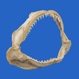 buy shark jaws online