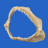 sandbar shark jaws for sale australia