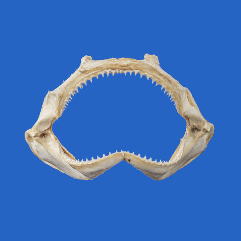 men's present ideas - shark jaws