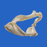 great white shark jaws