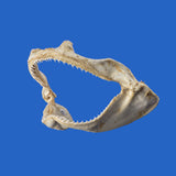 buy shark jaws online