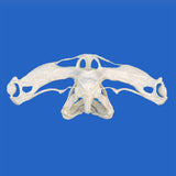 hammerhead skull for sale