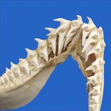 authentic mako shark jaw