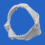 bull shark jaws for sale