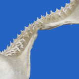 buy genuine shark jaws