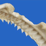 buy large genuine shark jaw
