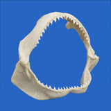 buy large shark jaws