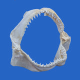 buy real bull shark jaws