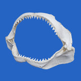buy real large shark jaws