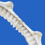 buy real large shark jaws and teeth for sale