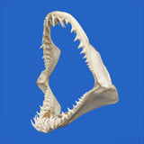 buy real mako shark jaw