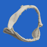 buy real shark jaw bone