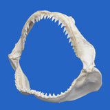 buy real shark jaw